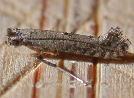 Parornix species